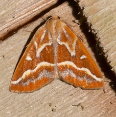 Caripeta angustiorata