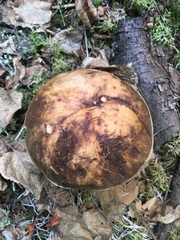 Leccinum alaskanum