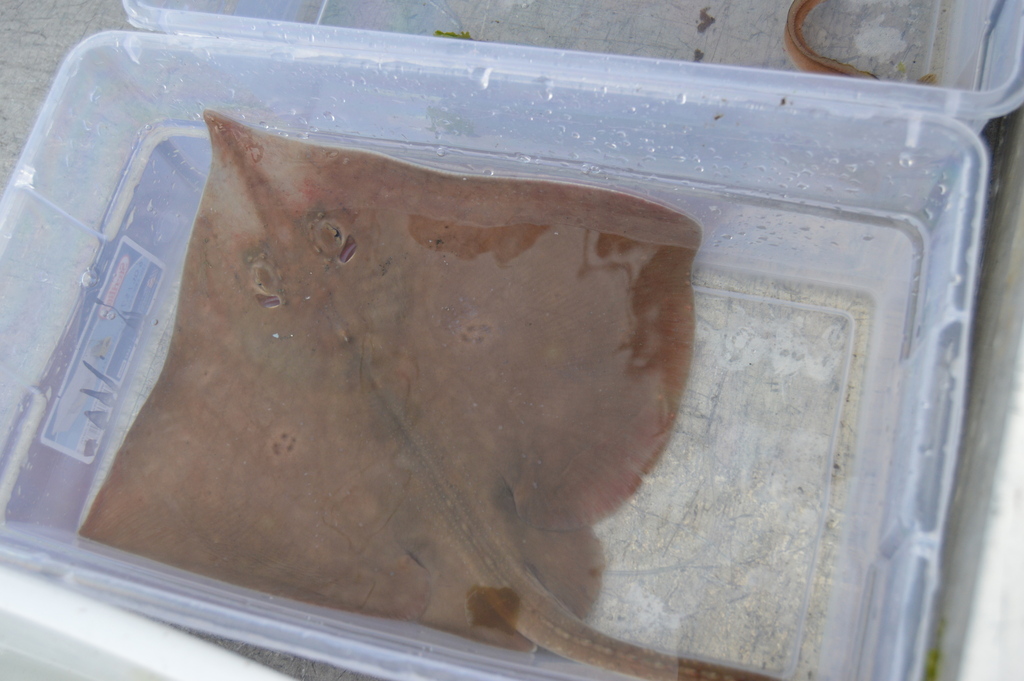 California skate (Raja inornata) — Rajidae