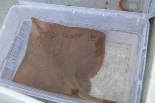 California skate (Raja inornata) — Rajidae