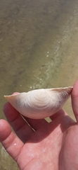 Pegophysema schrammi