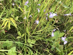 Lobelia kalmii