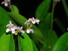 Securidaca paniculata
