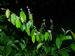 Securidaca paniculata