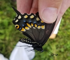 Papilio polyxenes