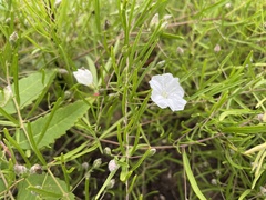 Stylisma pickeringii pattersonii