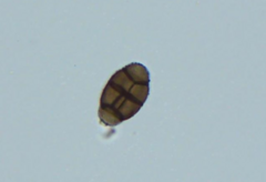 Pithomyces