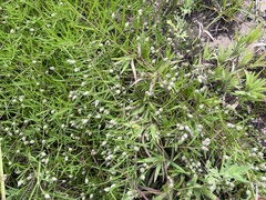 Stylisma pickeringii pattersonii