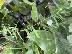 Stylisma pickeringii pattersonii