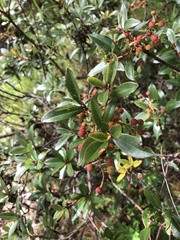 Comarostaphylis polifolia