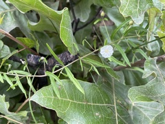 Stylisma pickeringii pattersonii
