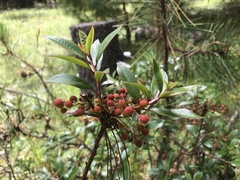 Comarostaphylis polifolia