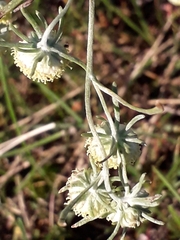 Artemisia jacutica