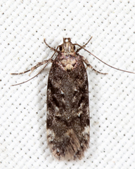 Chionodes pereyra
