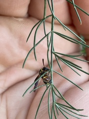 Leucospis affinis affinis