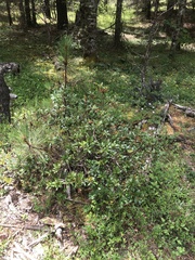 Comarostaphylis polifolia