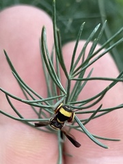 Leucospis affinis affinis