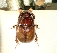 Odonteus