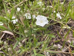 Stylisma pickeringii pattersonii