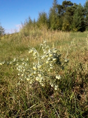 Artemisia jacutica