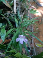 Ruellia longifolia