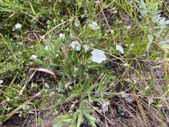 Stylisma pickeringii pattersonii