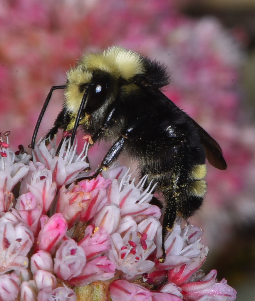 Vosnesensky Bumble Bee
