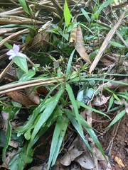 Ruellia longifolia