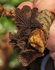Resupinatus alboniger