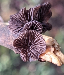 Resupinatus alboniger