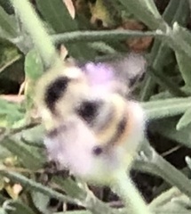 Bombus lapidarius decipiens