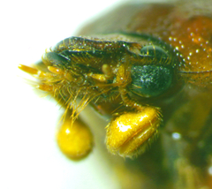 Odonteus