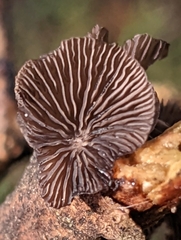 Resupinatus alboniger