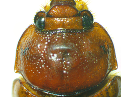Odonteus