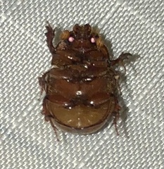 Odonteus