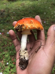 Amanita muscaria flavivolvata
