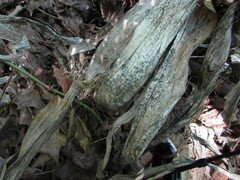 Pithomyces