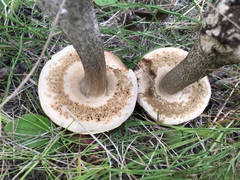 Leccinum alaskanum