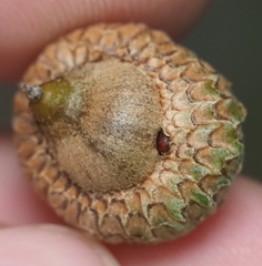 Callirhytis quercusoperator