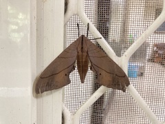 Marumba cristata