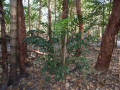 Ptychosperma macarthurii