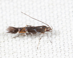 Cosmopterix gemmiferella
