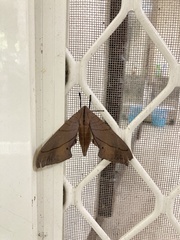 Marumba cristata