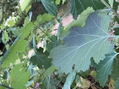 Macleaya