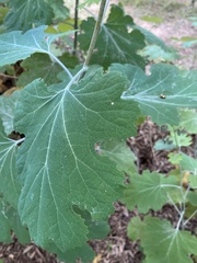 Macleaya