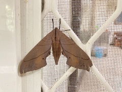Marumba cristata