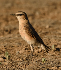 Oenanthe isabellina