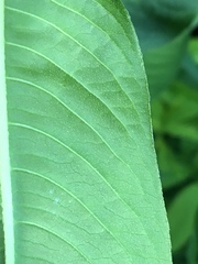 Persicaria extremiorientalis