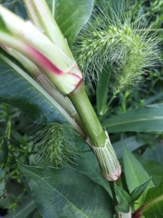 Persicaria extremiorientalis