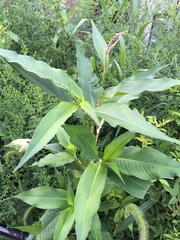 Persicaria extremiorientalis